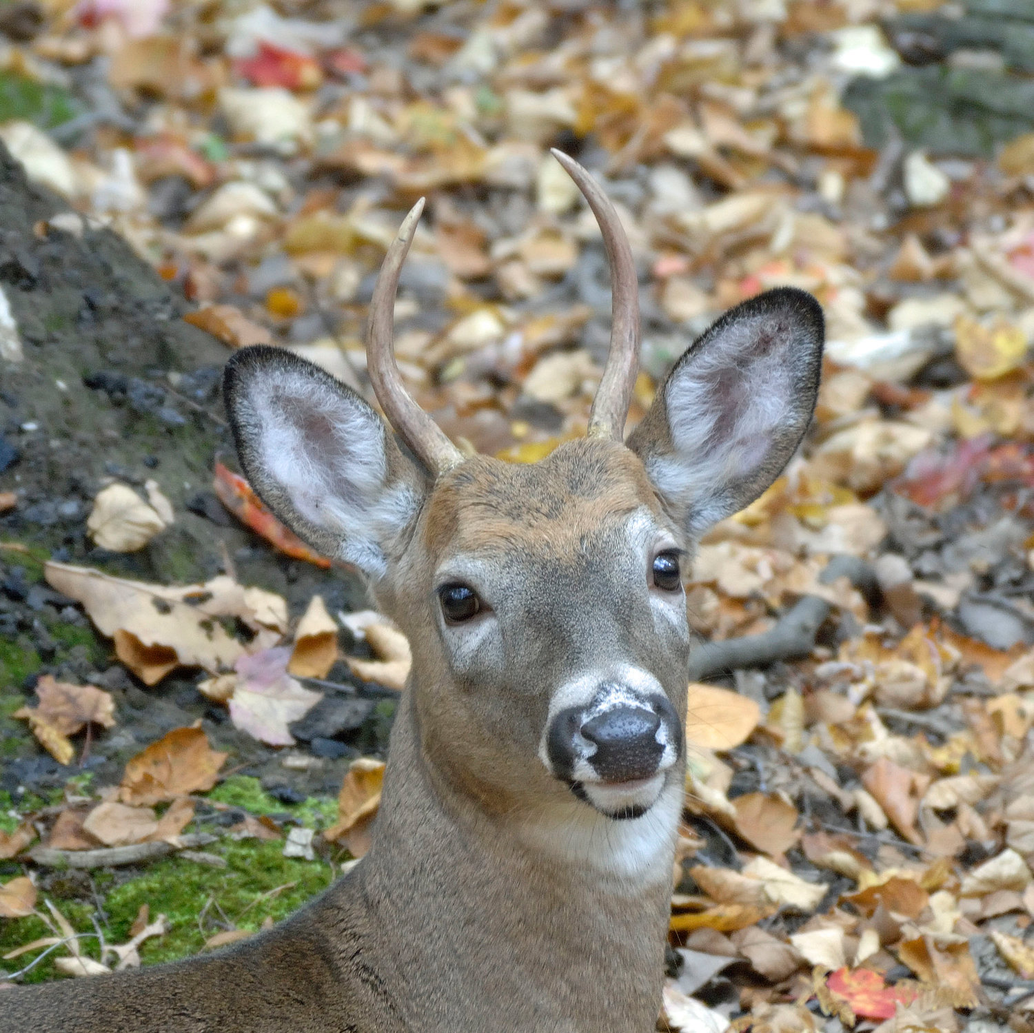 A male whitetail deer in its winter coat: a dark-brown coat of fur. The fur consists of longer, thicker hairs called guard hairs, with an undercoat beneath. This darker hair also absorbs more warmth from sunlight, helping to fight the harsh winter cold.